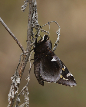 Yucca Giant-Skipper